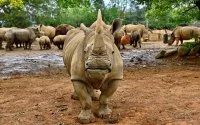 Onbekende neushoornsoort ontdekt in Marokko