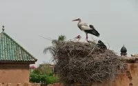 Waarom trekken ooievaars steeds minder naar Marokko?