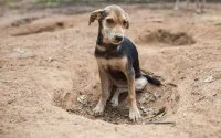 Gevaarlijke parasiet gevonden bij honden in Marokko