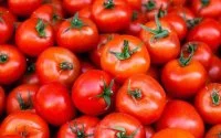 Prijsexplosie tomaten in Marokko: de oorzaken begrijpen