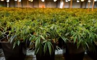 Marokko wil nieuw soort cannabis produceren