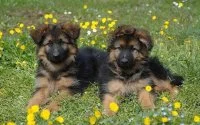 Belg wil uitzetting Marokkaanse pups voorkomen