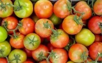 Rusland weigert tomaten uit Marokko door virus