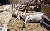 Mysterieuze schapendood op boerderij in Marokko