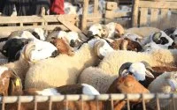 Inwoners Nador zoeken massaal achterpoortjes voor slachtverbod