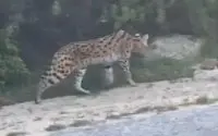 Serval in Tanger na twee weken teruggevonden