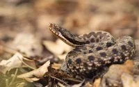 Giftige slangenplaag in Driouch door stijgende temperaturen 