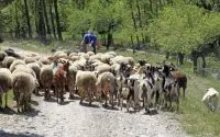 Algerije, plan B voor Spaanse veehouders na besluit Marokko