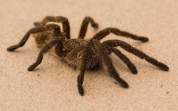 Paniek op vlucht door tarantula uit Casablanca