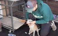 TikToker Ayoub helpt zwerfkatten in Casablanca (video)