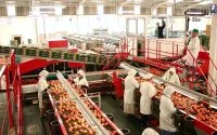 Daling Marokkaanse tomatenexport naar Rusland