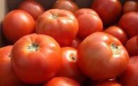 Marokko is tweede tomatenleverancier Britse markt, net na Nederland
