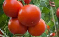 Recordstijging Spaanse invoer tomaten uit Marokko (+348%)