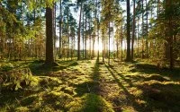 Nador: 940.000 bomen vernietigd?