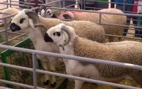Schapen in Marokko getroffen door nieuw virus