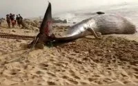 Walvis van bijna 20 ton spoelt aan bij Tan-Tan