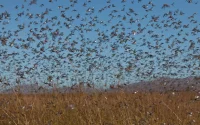 Miljoenen sprinkhanen bedreigen zuiden van Marokko