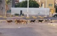 Meisje (5) door zwerfhonden doodgebeten in Agadir