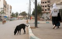 Tiener komt om bij aanval door roedel zwerfhonden in Marokko