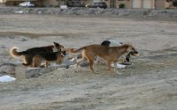Marokkaanse regering heeft plan om zwerfhonden te bestrijden