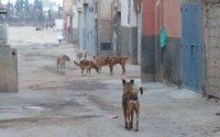 Oud-minister verhoord na aanval door zwerfhond in Tanger