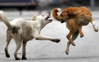 Zwitserse overlijdt na contact met hond in Marokko