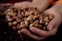 Bruto nationaal product