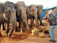 Een visum voor olifanten geblokkeerd in Marokko 