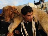 Offerfeest: 6000 Marokkaanse schapen voor Melilla 