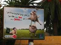 Offerfeest 2011: 120.000 schaapleningen in Marokko