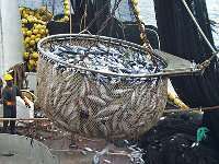 Visserijovereenkomst Marokko - EU niet verlengd