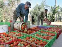 Landbouwovereenkomst Marokko-EU goedgekeurd 