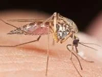 Insecteninvasie in Rabat door warmte