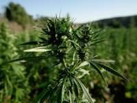 Marokkaanse ministerie verhuurt grond aan cannabiskwekers