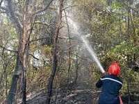 Tientallen hectare bos afgebrand in Tetouan