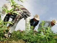 Moet Marokko cannabis legaliseren?