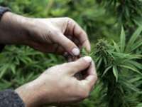 65% minder landbouwgrond besteed aan Cannabis in Marokko
