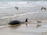 Dode dolfijn aangespoeld uit de zee bij Al Hoceima