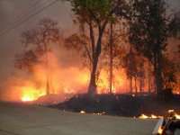 Meer dan 300 hectare bos door brand verwoest in Guercif