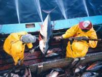 De visserijovereenkomst Marokko - EU verlengd voor één jaar