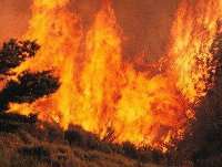 Brand vernielt duizend hectare bos nabij Agadir