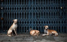 Nieuwe ontwikkelingen in zaak vrouw aangevallen door zwerfhonden in Casablanca