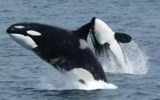 Niet ver van Marokko: mysterieuze orka-aanvallen