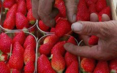 Virus ontdekt in aardbeien uit Marokko bestemd voor Nederland