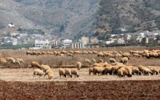 Nieuwe aardbeving in Al Hoceima