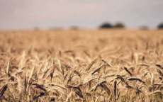 Oorlog Oekraïne: welke gevolgen voor Marokkaanse economie?