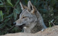 Zeldzame Afrikaanse goudwolf gespot in Al Hoceima