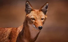 Afrikaanse wolf officieel terug in bergen Al Hoceima