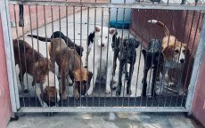 Agadir krijgt asiel voor zwerfhonden