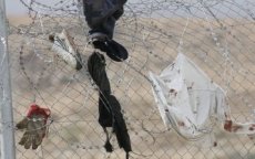 Marokkaanse politieagenten gewond aan grens Melilla